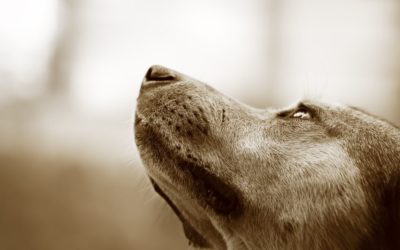 What is Canine Bloat?