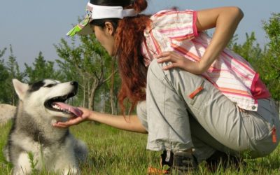 Canine Hip Dysplasia (CHD).