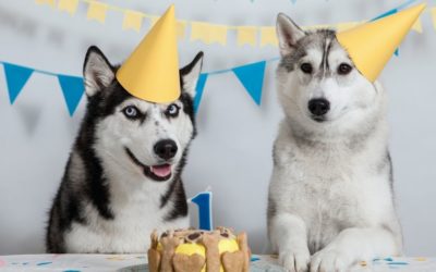 Commemorate Your Pet dog’s Birthday with a Canine Party
