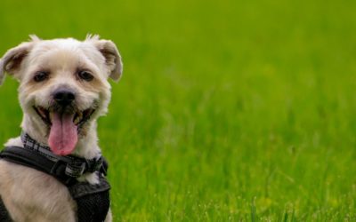 Before Purchasing a Designer Pet