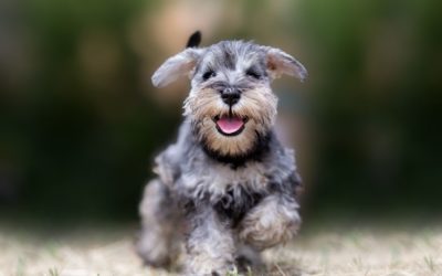 Distinctions between Hypoallergenic canines and non-hypoallergenic canines